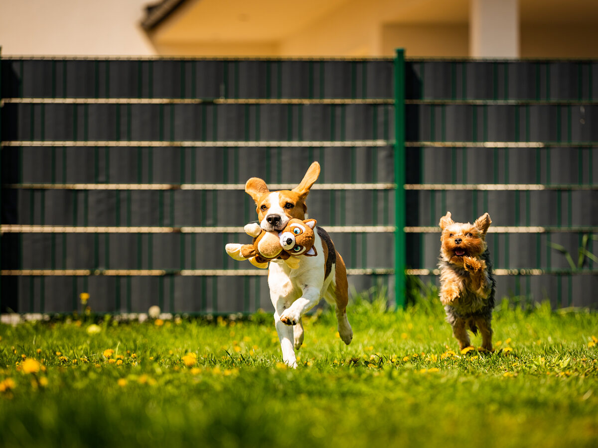 Boarding The Paws Resort Suites