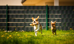 Dog daycare in Beaumont, Texas