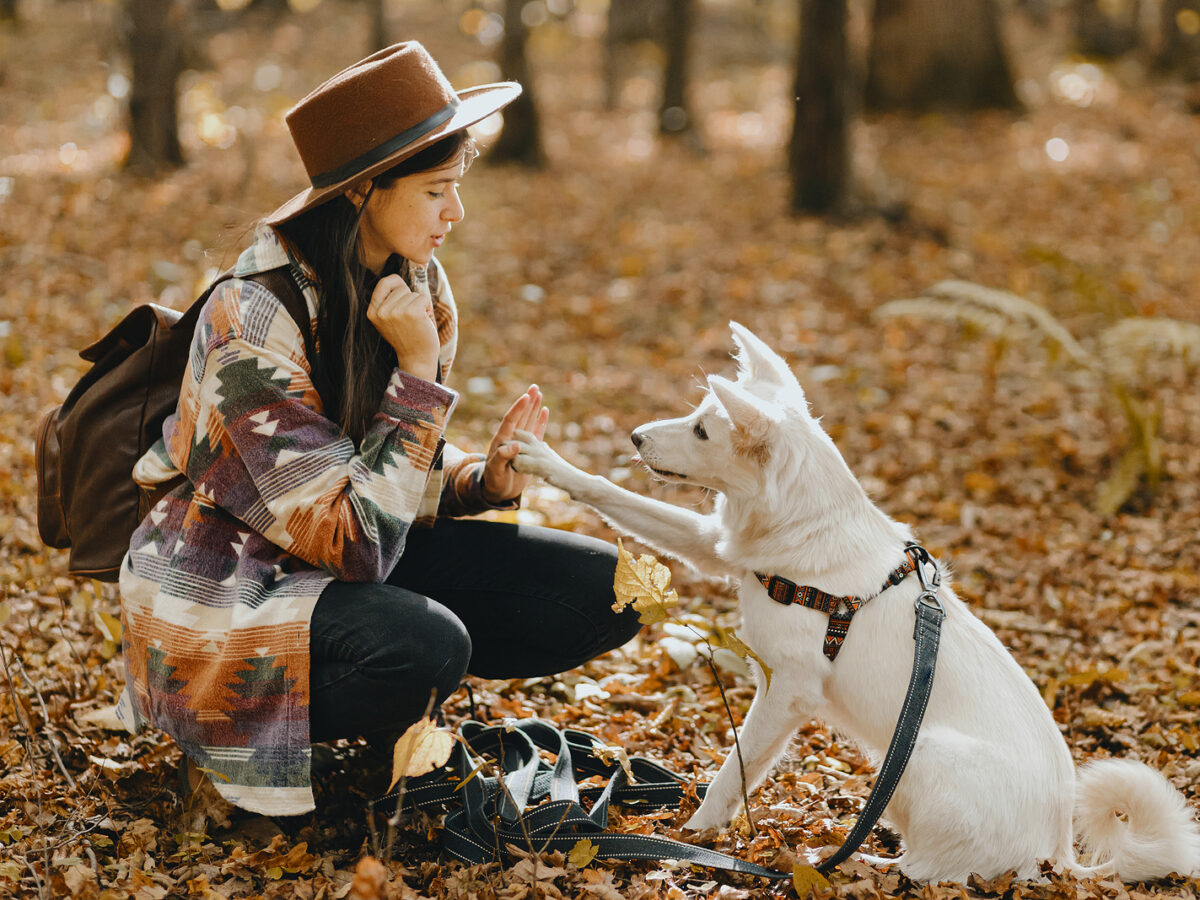 Pet Boarding in Beaumont The Paws Resort Suites
