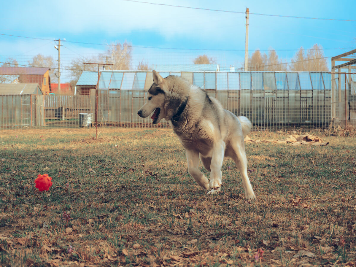 Pet Boarding in Beaumont The Paws Resort Suites