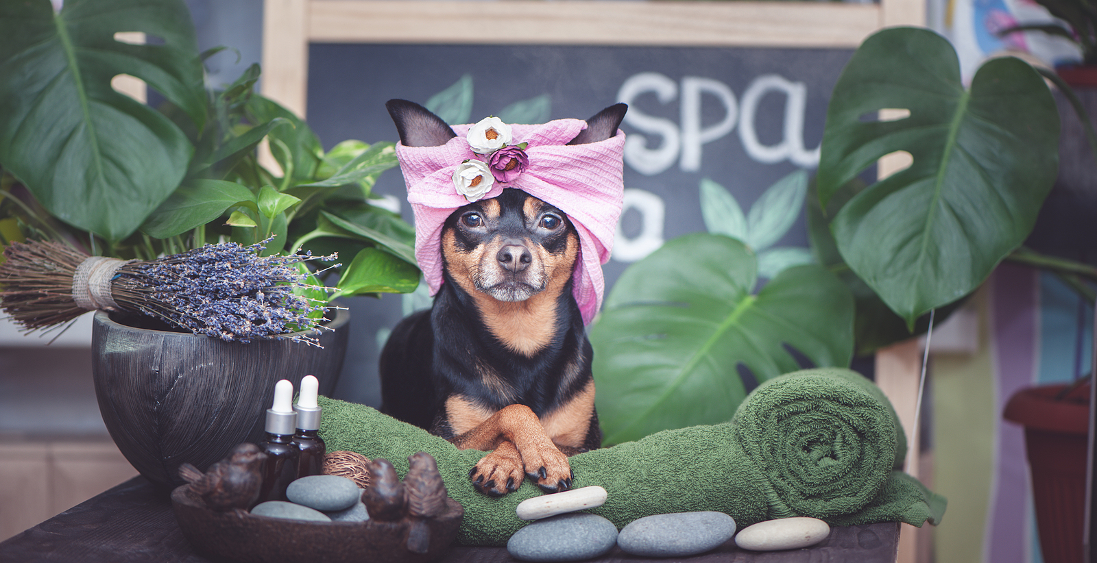 Spa Services The Paws Resort Suites