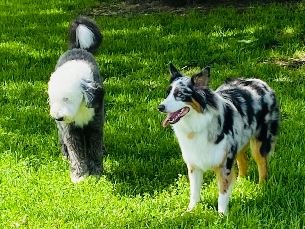 Pet Boarding in Beaumont The Paws Resort Suites